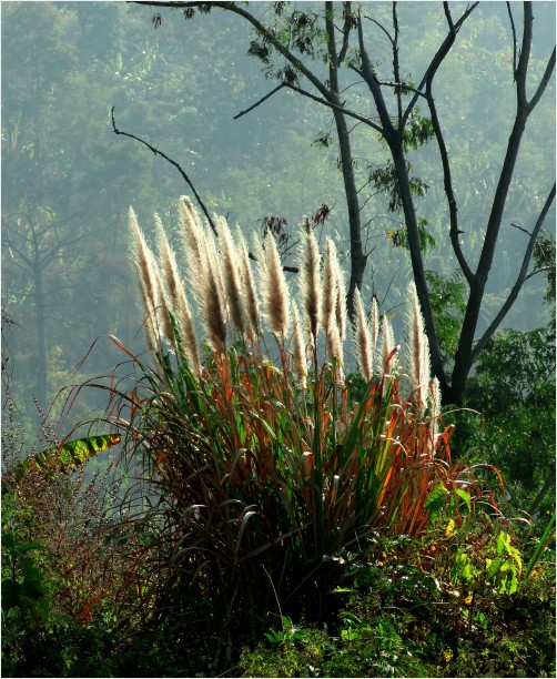 Beauty of Catkin
